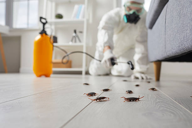 Post-Treatment Bed Bug Interceptor Monitoring in Blue Mound